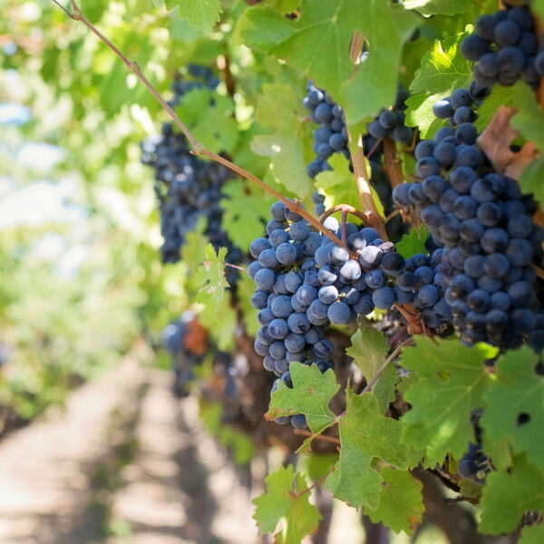 Livello 1 - Introduzione al mondo del vino